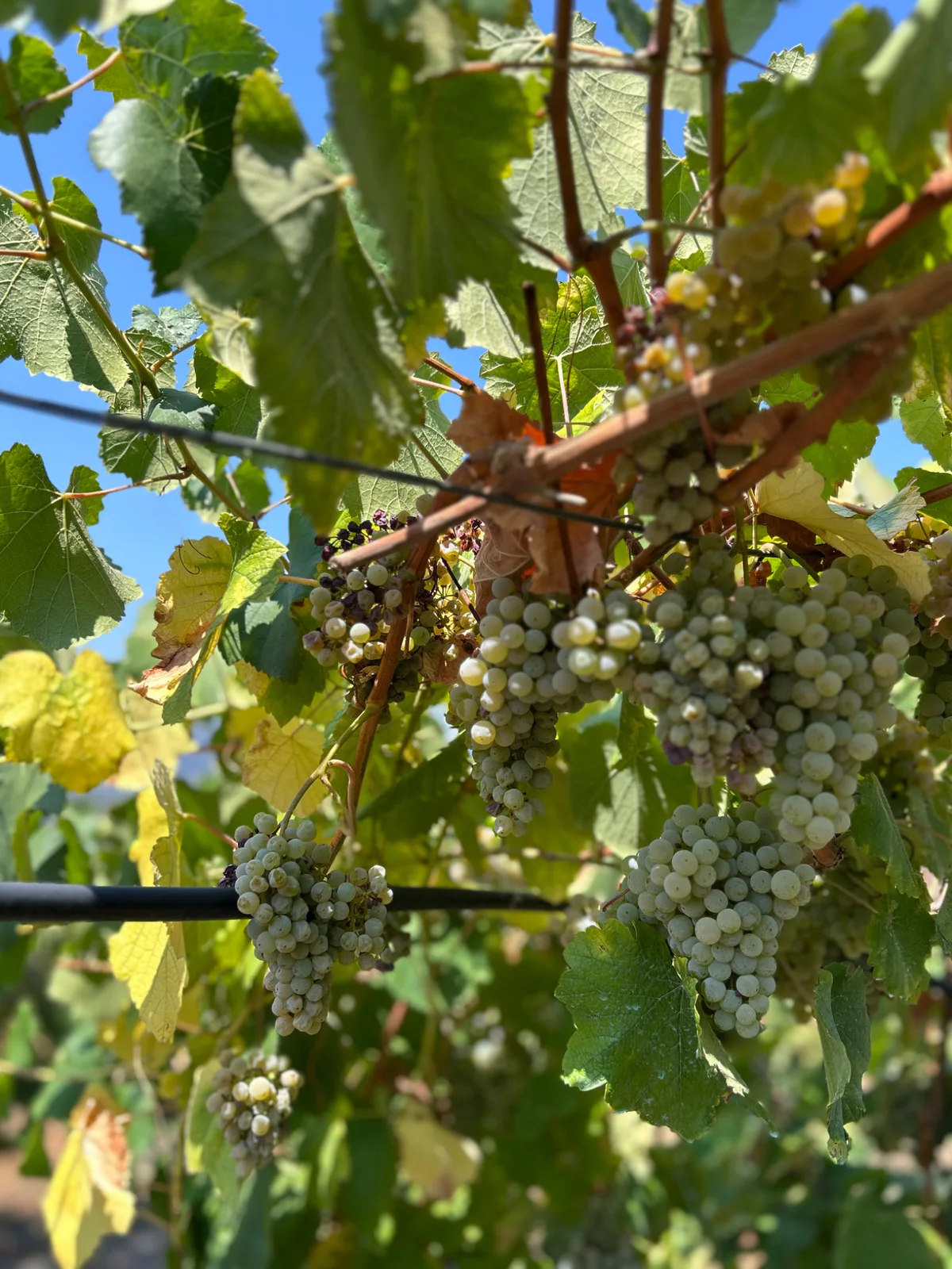 Uvas Alvarinho entre as folhas da videira