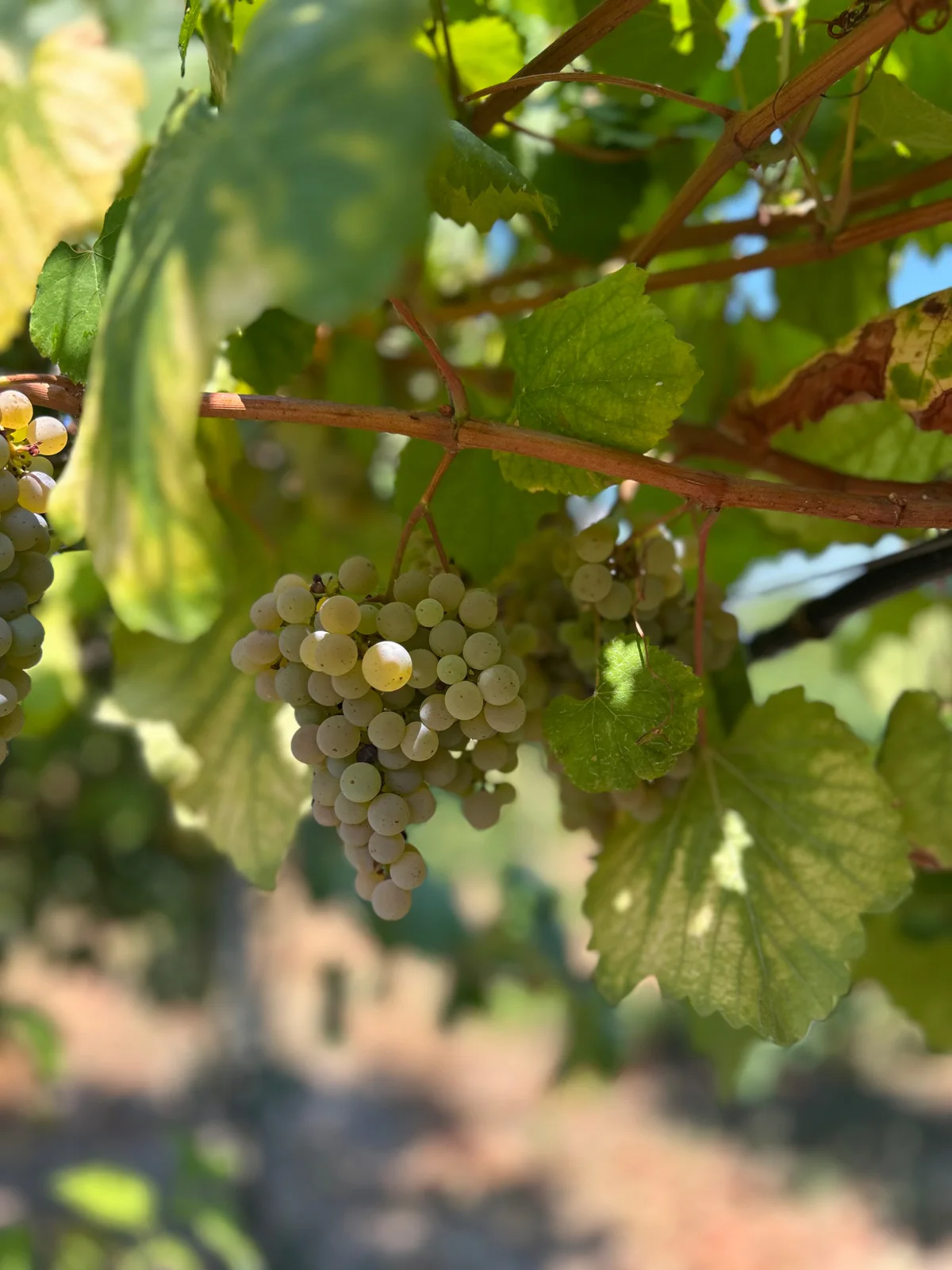 Cacho de uvas Alvarinho na vinha