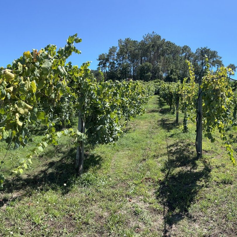 Vinhas da Alumiada em Penso, Melgaço